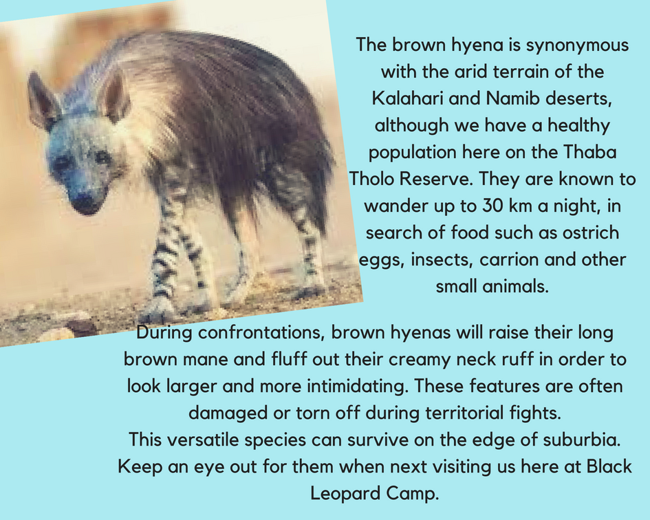 Amazing sightings at Black Leopard Camp@leopard_camp
Experience this unique reserve!
For more information email us on info@blackleopardcamp.com
#blackleopardcamp #blackeagleview