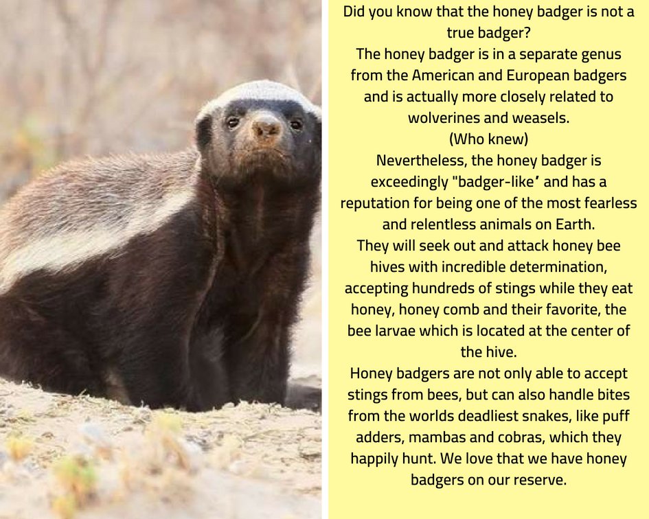 Amazing sightings at Black Leopard Camp@leopard_camp
Experience this unique reserve!
For more information email us on info@blackleopardcamp.com
#blackleopardcamp #blackeagleview