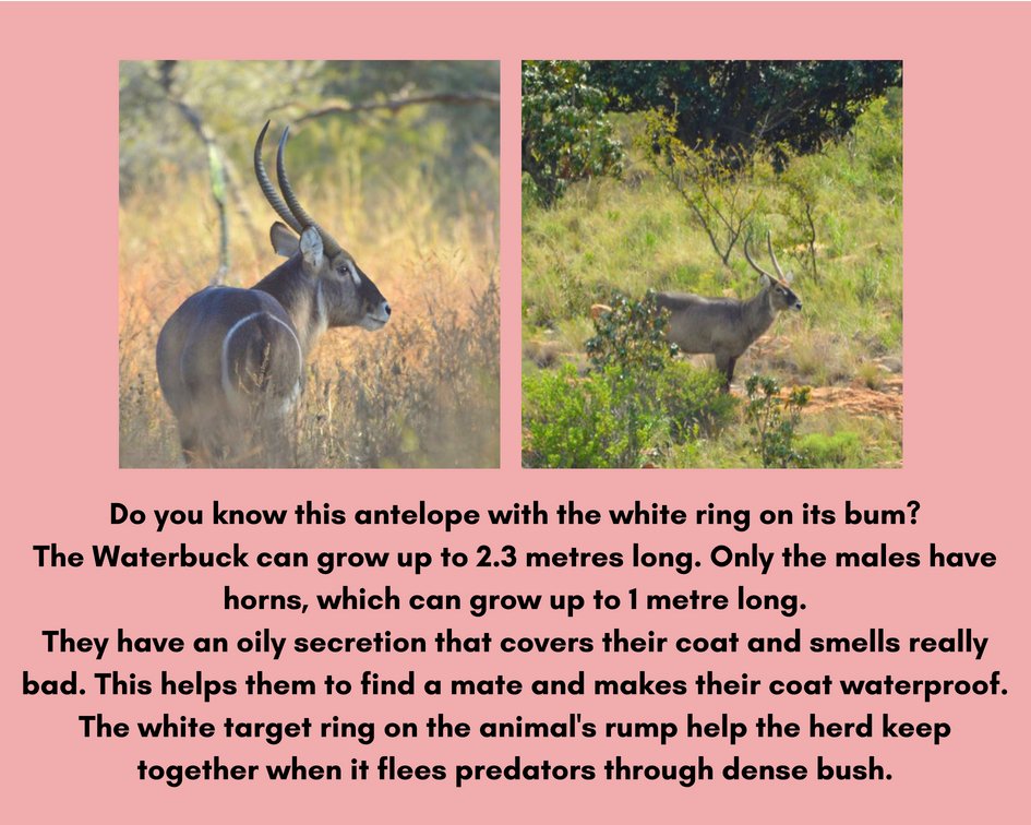 Amazing sightings at Black Leopard Camp@leopard_camp
Experience this unique reserve!
For more information email us on info@blackleopardcamp.com
#blackleopardcamp #blackeagleview