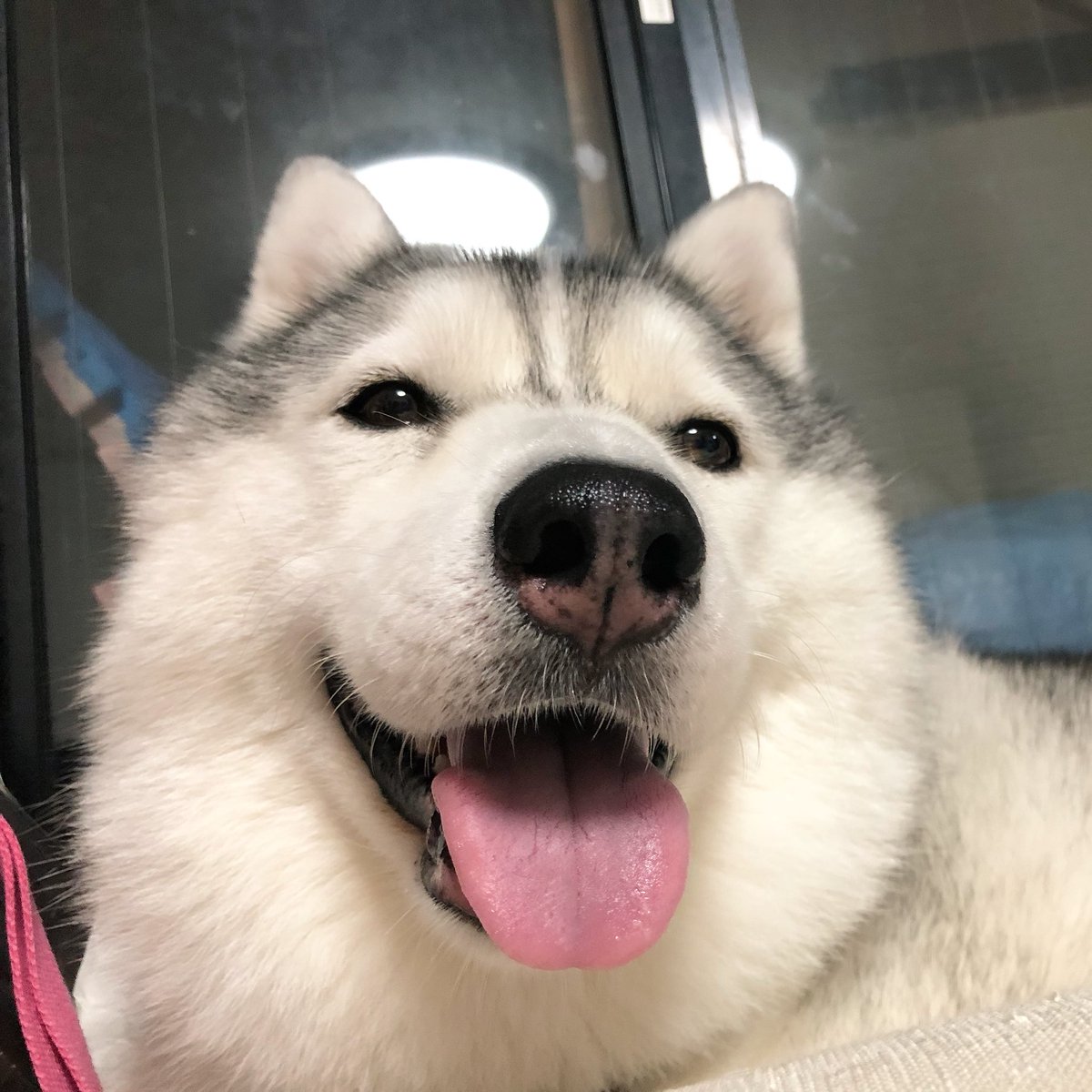 犬に歯磨きガムをあげてたら噛まれて骨折した人が保険会社に提出した報告書が可愛すぎる 犬関連の骨折は5回目 Togetter 犬に歯磨きガムをあげてたら噛まれて骨折した人が保険会社に提出した報告書が可愛すぎる 犬関連の骨折は5回目 Togetter