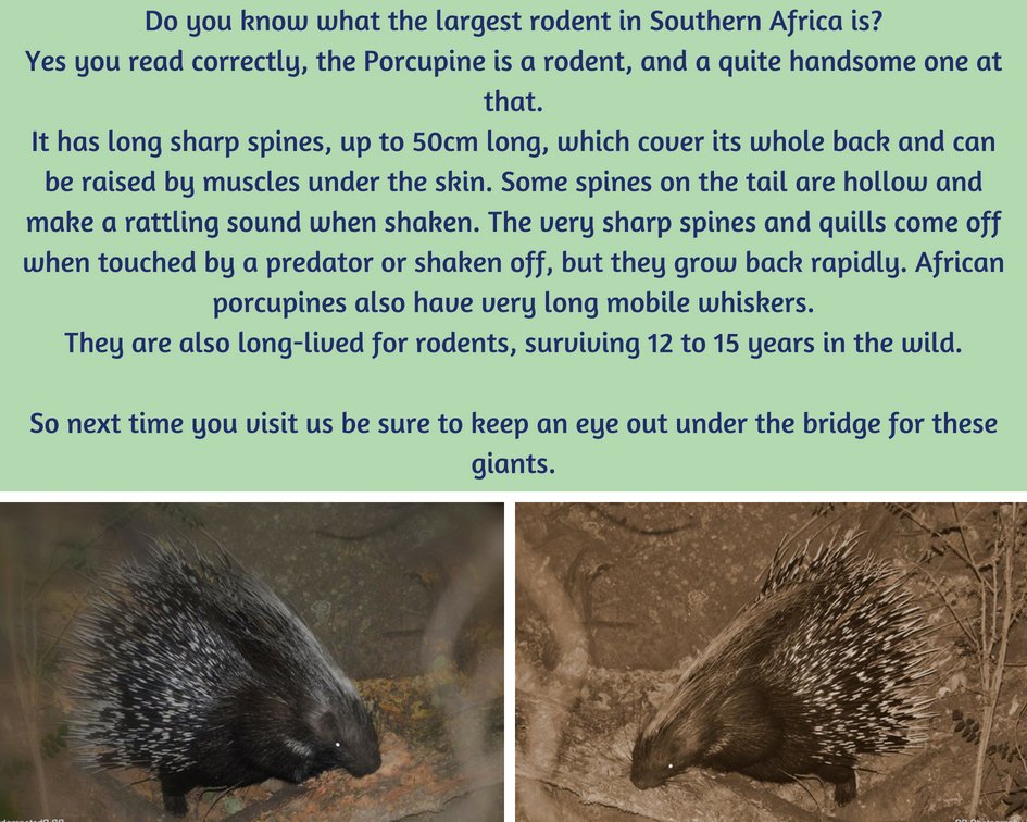 Amazing sightings at Black Leopard Camp@leopard_camp
Experience this unique reserve!
For more information email us on info@blackleopardcamp.com
#blackleopardcamp #blackeagleview