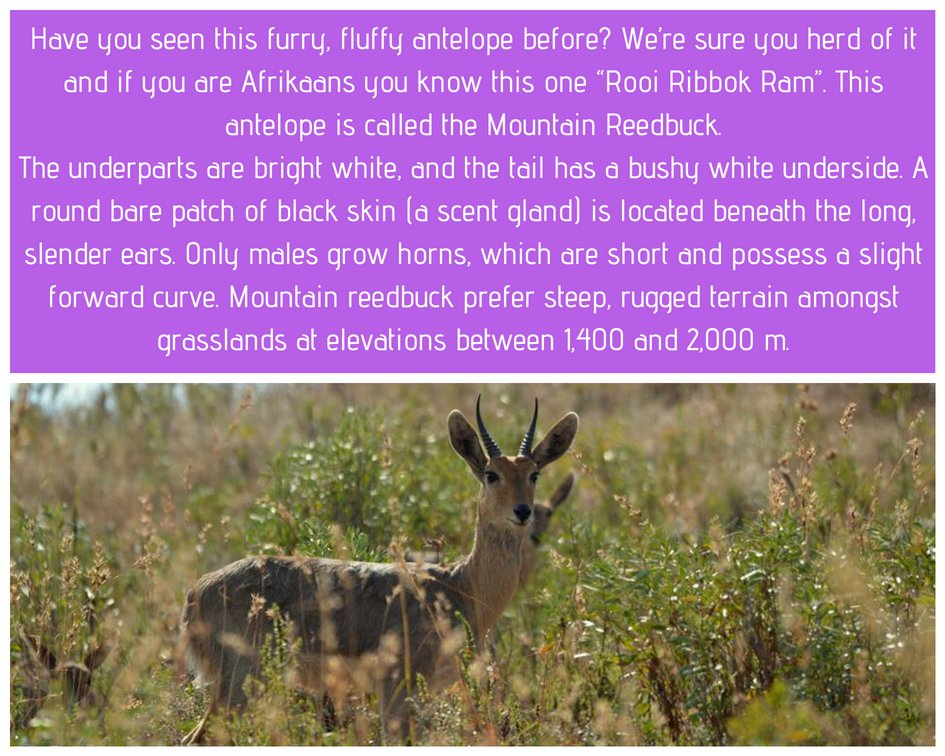 Amazing sightings at Black Leopard Camp@leopard_camp
Experience this unique reserve!
For more information email us on info@blackleopardcamp.com
#blackleopardcamp #blackeagleview