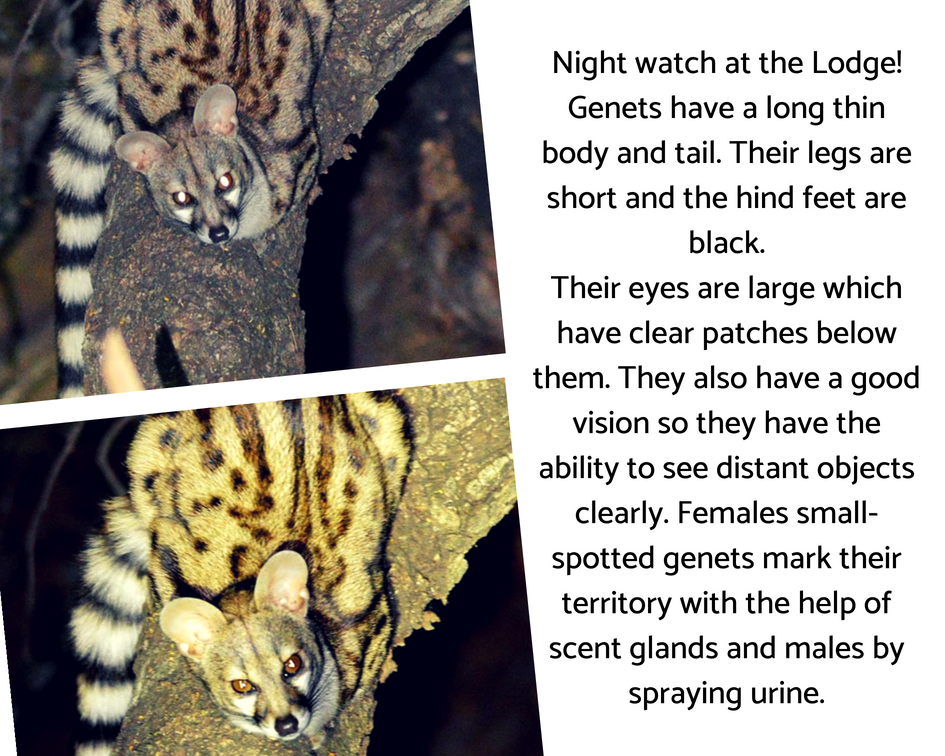 Amazing sightings at Black Leopard Camp@leopard_camp
Experience this unique reserve!
For more information email us on info@blackleopardcamp.com
#blackleopardcamp #blackeagleview