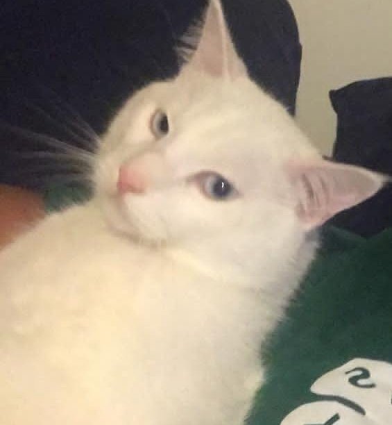 Esoo (@iammanalien) on Twitter photo 