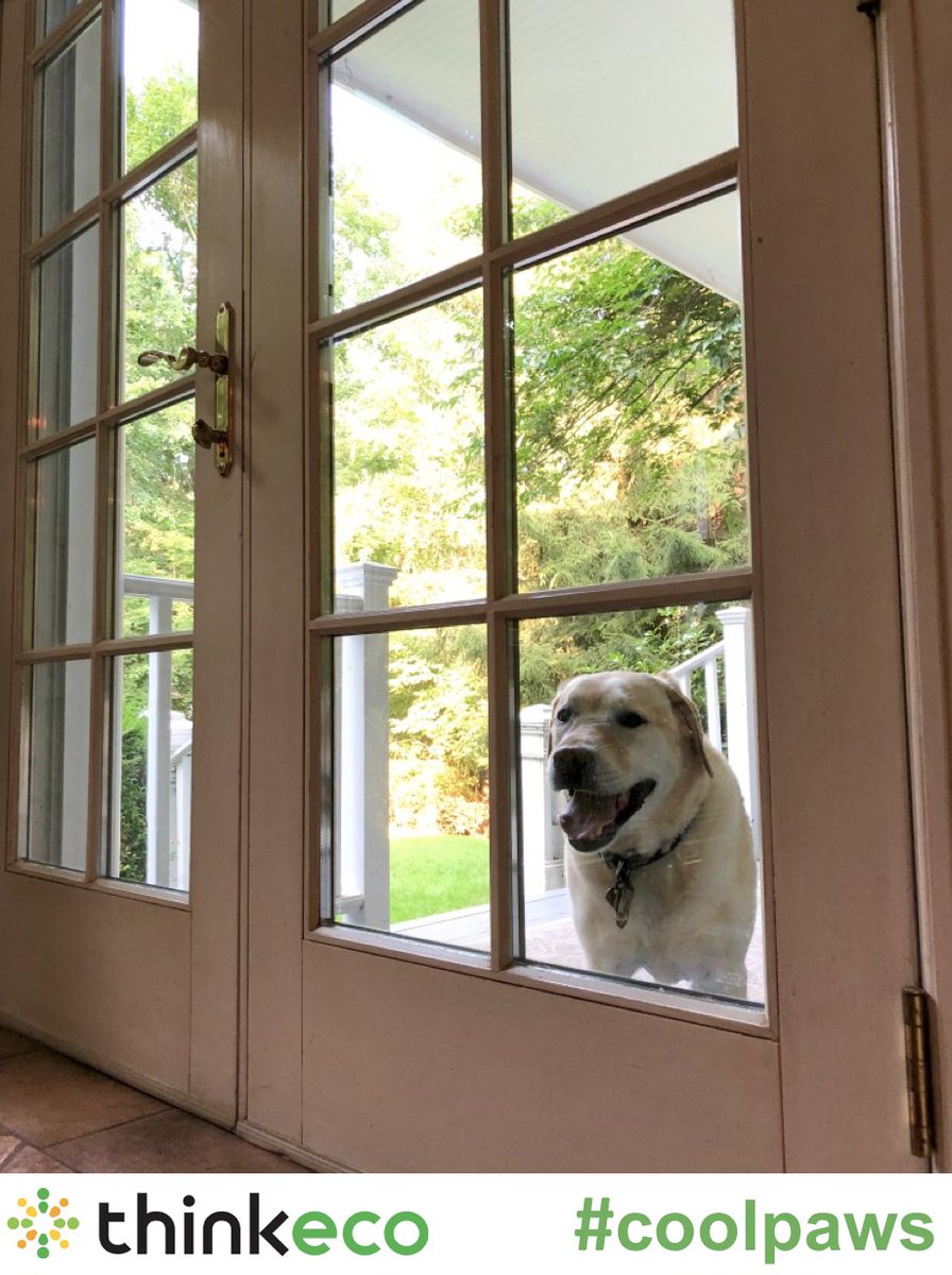 ThinkEco's tweet image. Get ready for Pet Mode Mondays! We’ll be sharing pics of the cool cats and hot diggity dogs of ThinkEco each Monday this summer. Show us how your own pets keep #coolpaws during the summer heat!
