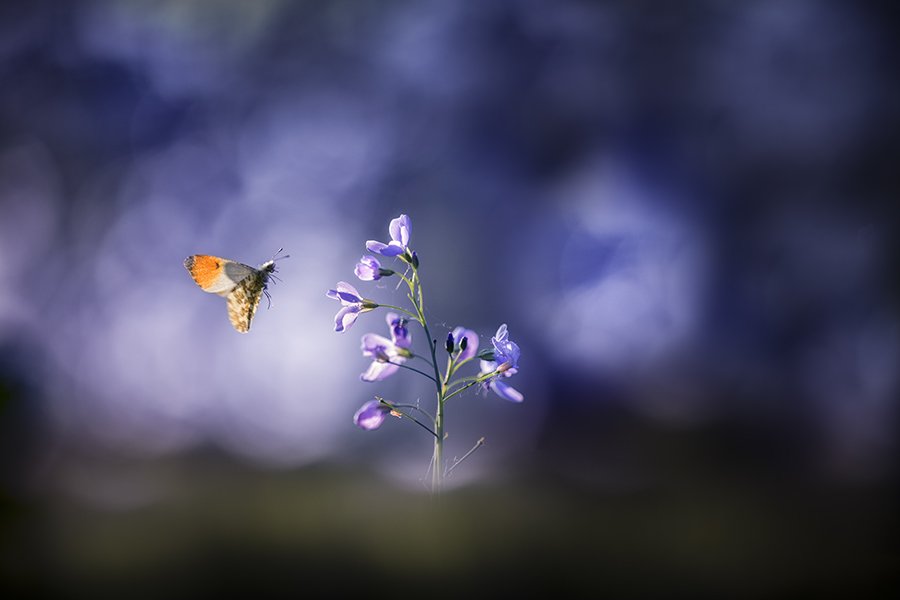 CanonRU's tweet image. О чем хотят знать, но боятся спросить начинающие фотографы? Как сделать снимок глубже и красиво размыть фон: bit.ly/2NRe4Jm.

Автор снимка — Patrick Ximenes.
#CanonTips