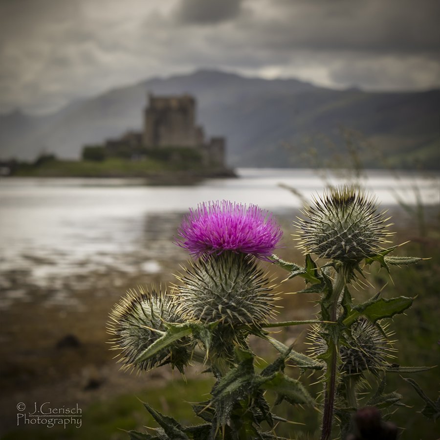 Scotland plants. Чертополох Шотландия. Чертополох символ Шотландии. Цветок чертополоха символ Шотландии. Национальный цветок Шотландии чертополох.