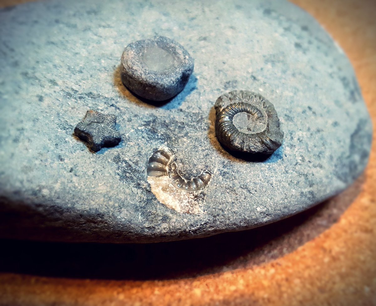 mocapmonkey's tweet image. Our finds today @CharmouthHCC 
A Crinoid, Calcite Ammonite, Fool&apos;s Gold Ammonite, and a Fossil Bone. They&apos;re small but we&apos;re chuffed.
#fossilwalk #DontBeARockFool