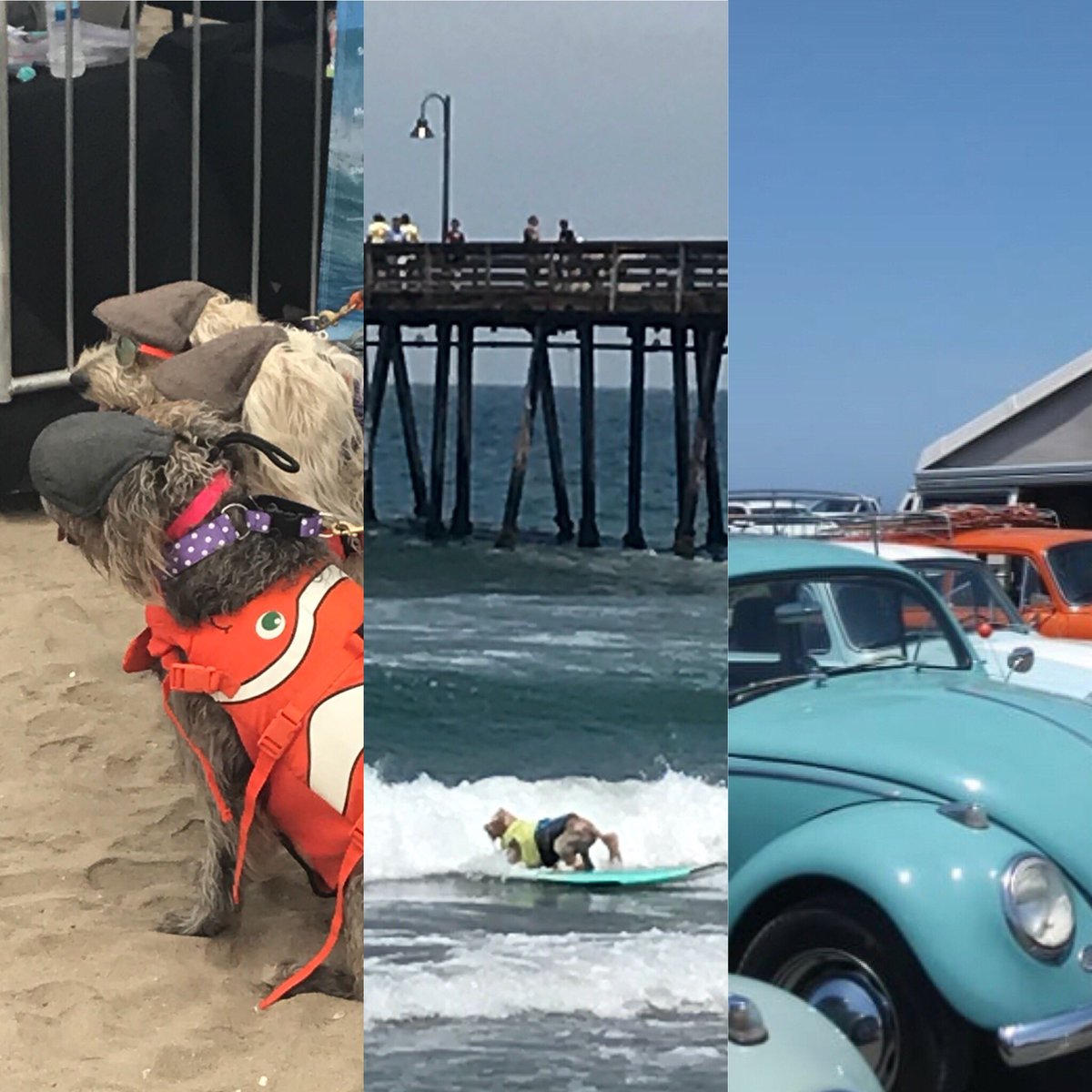 CityofIB's tweet photo. What a weekend in #ImperialBeach with the #IBSurfDogCompetition and the #Hwy1Treffen Vintage VW Cruise in town. Now that’s a #ClassicSoCal experience! https://t.co/aPBbhnQgdD