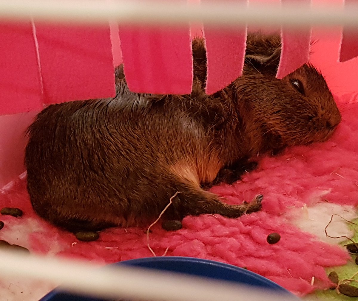 thepigposse's tweet photo. NATALYA: I think I lost my #MondayMotivation.... 💤
#guineapig #cavy #thepigposse #PossePrincess #pantaloonswithfeets https://t.co/hJRa0Lyn1b