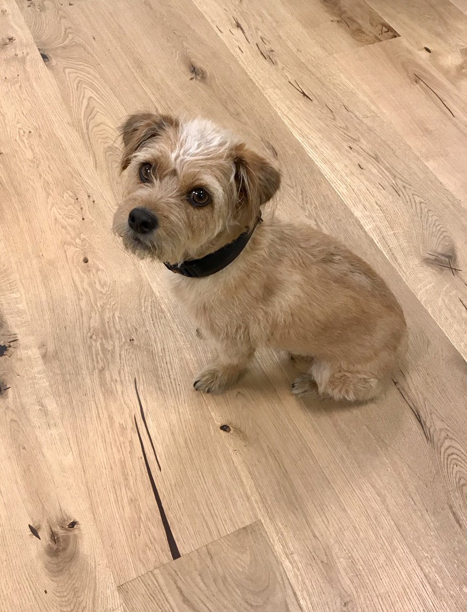 matrioskrisol's tweet photo. Hoy #Pipa ha venido a trabajar conmigo y se ha mimetizado con el suelo: Vivan las oficinas #dogfriendly #perros #FelizLunes #womeninrech https://t.co/6D70ikjRjL