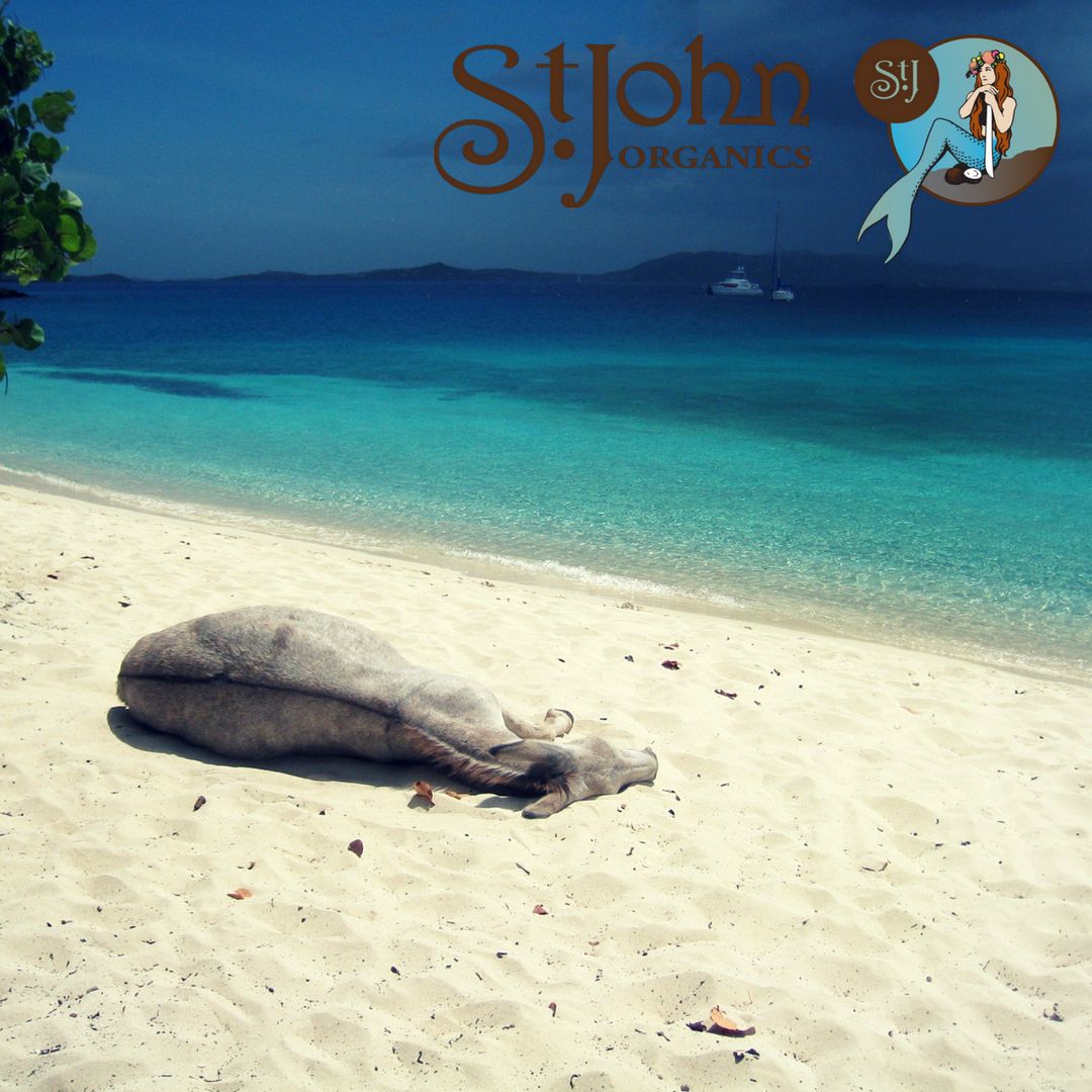 StJohnOrganics's tweet photo. Mondays are for limin' the day away.  Just ask the locals ;)
#stjohndonkeys #limin' #mondayblues #mondaysgotmelike #beach #donkey #liminlife #stjohnusvi #stjohnisopen #stjohnstrong https://t.co/AYaCd0oc5A