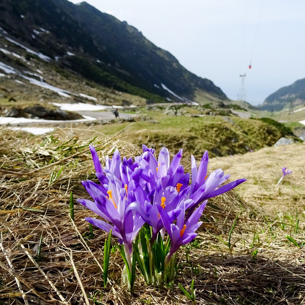 There were lots of #crocuses among the #snow  at #transfagarasan in may, but we chose this one to take with us... only on photo of course ;P
#visitromania #fagarasmountains #romania #motorcycletrip #nature #mountains #travel

YT : youtube.com/watch?v=UxnFv8…