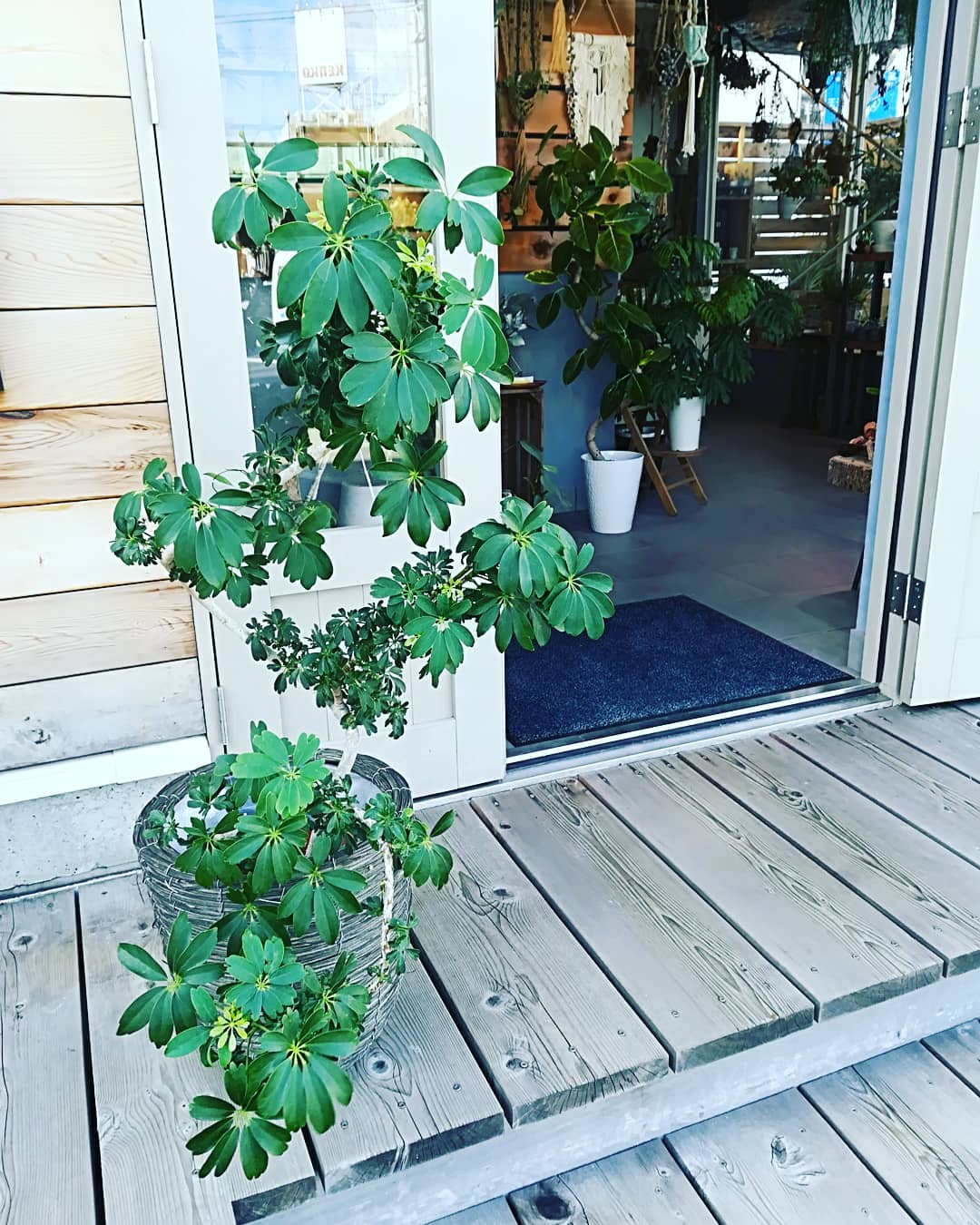 Home Plants على تويتر シェフレラレナータ 葉先が金魚の尾っぽのように 切れ込みが入り 葉も大きくならない 別名 金魚葉カポック 幹の曲がりと その幹から出る不揃いの葉 新しい芽の優しい緑 今とっても素敵に育ってます 観葉植物のある暮らし グリーンのある暮らし Home Plants على تويتر シェフレラレナータ 葉先が金魚の尾っぽのように 切れ込みが入り 葉も大きくならない 別名 金魚葉カポック 幹の曲がりと その幹から出る不揃いの葉 新しい芽の優しい緑 今とっても素敵に育ってます 観葉植物のある暮らし グリーンのある暮らし