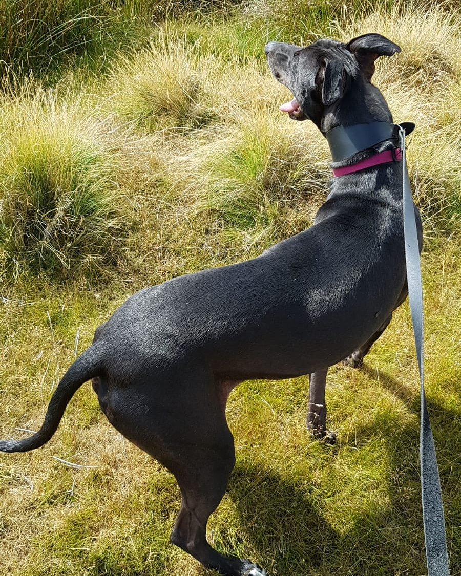GRSY14's tweet photo. This lovely lurcher lad just wants to be loved! Buck enjoys nothing more than snuggling up next to us for a cuddle - where he'll often fall asleep!

Get in touch if you'd like to know more about Buck. He's going to make the perfect companion for the right person. https://t.co/LQ8eirXHot