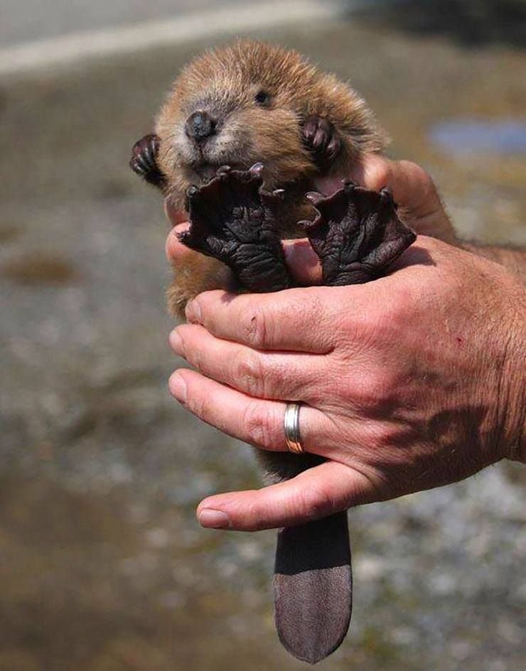 Inst_of_Cute's tweet photo. Squee! Beavers secrete a goo that smells like vanilla and is an FDA-approved natural flavoring -- cute and useful!
.
.
.
.
.
.
#beaver #baby #science #facts #vanilla #natural #nature #adorable #squee #cute https://t.co/ocEqZoDRyr