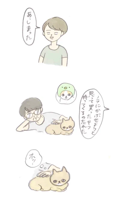 実家の猫、ノラちゃん 