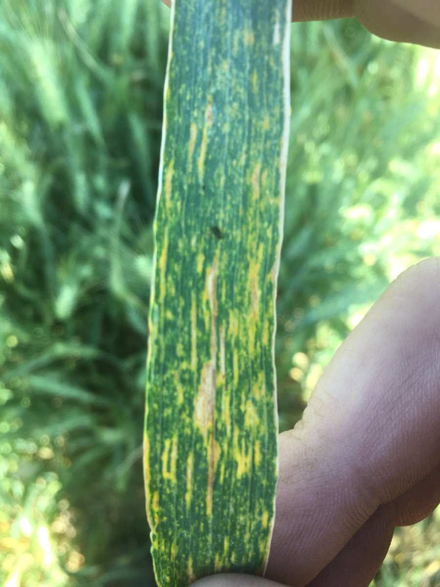 Lee_Briese's tweet photo. Bacterial leaf streak bad in late seeded spring wheat. #scouting18 More info at https://t.co/zpY6HNHMgm https://t.co/azOinUHSMx