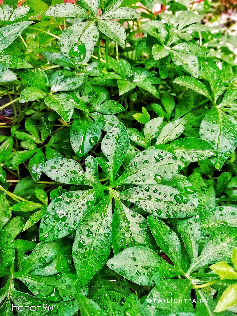 twilightfairy's tweet photo. Nature's beauty is a gift that cultivates appreciation and gratitude ~ Louie schwartzberg
Being close to nature enthralls me. And #honor9n helped me capture it Up close ๐ฑ #BeautyAllAround
#raindrops #mobile #capture9n #incredibleindia #naturephotography https://t.co/ax9rzQZUnn