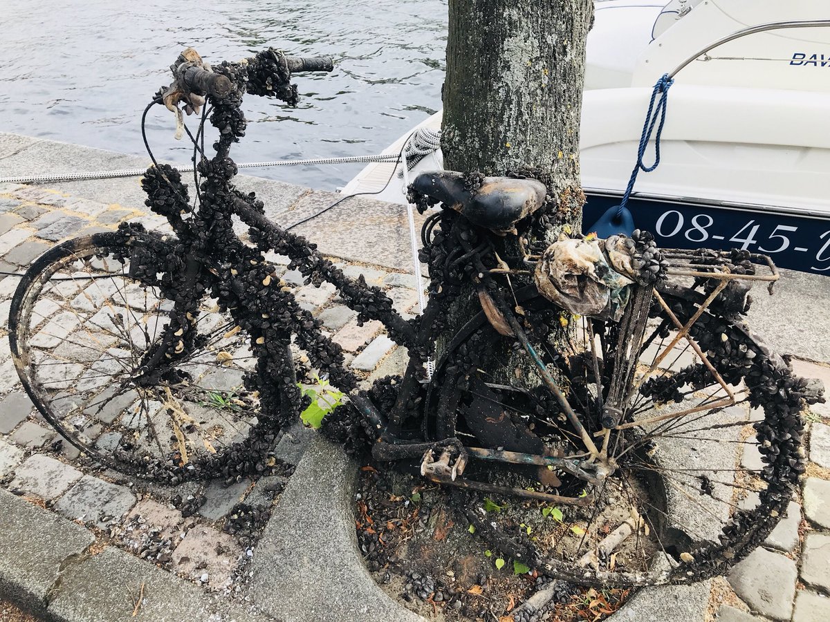 maennersteak's tweet photo. Frische Muscheln.
..
#fahrrad #muscheln #fotooftheday #bbq #grillen #kochen #foodlover #foodblog #meat #barbecue  #lowcarb #Männersteak #yummy #grillparty #foodpic  #food #foodporn #wiegeilschmecktdasdenn  #essen #bbqporn  #tasty #snvt #meatlover #lecker #grill https://t.co/2g9Li4LpA1