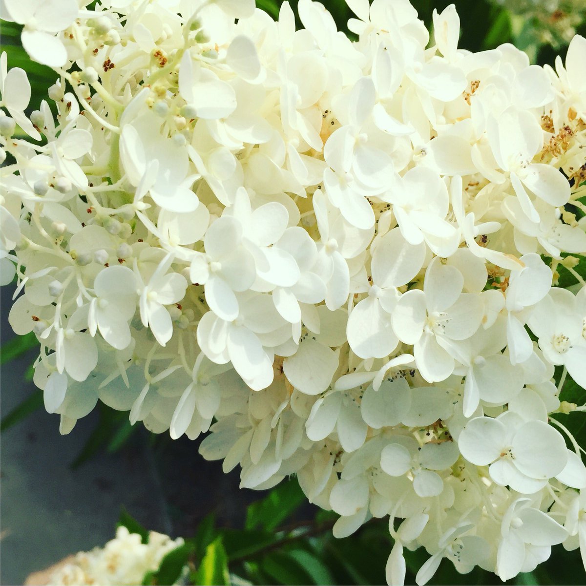 池ポチャ野郎 アジサイの仲間の花で夏に花が 和紙を使う時に糊として使用 ノリウツギ 糊空木 サビタ 花言葉 同士 乙女の夢 移り気な方 白い花 花 円錐形の花 和紙に使用 ピラミッドアジサイ 池ポチャ野郎 アジサイの仲間の花で夏に花が 和紙を使う時に糊として使用 ノリウツギ 糊空木 サビタ 花言葉 同士 乙女の夢 移り気な方 白い花 花 円錐形の花 和紙に使用 ピラミッドアジサイ