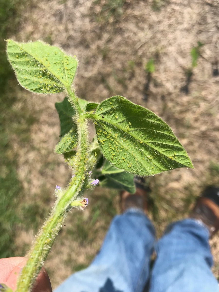 Please take a look at your bean fields.  The aphid populations on this plot near Clara City have exploded this past weekend.  Last Thursday they were only 4 to 5 aphids per leaf.   Check your latest planted fields first. They are more prevalent on the earlier maturity beans.