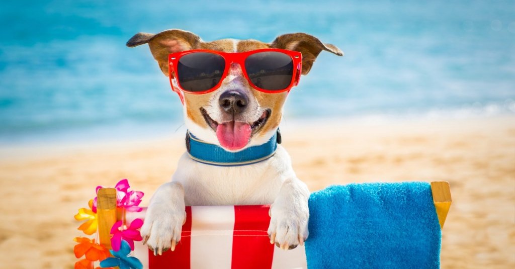 5 Ways to Save Energy During the Dog Days of Summer nerdwallet.com/article/5-ways…