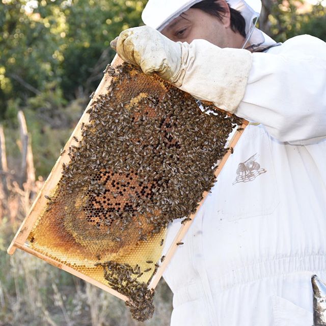 beewebapp's tweet image. #beekeeping #bees🐝 #bees #beehives #beekeepers #beekeeperslife #biene #honigbiene #honig #čebele #pčelar #pcelarstvo #meli #apicultor #apiculture