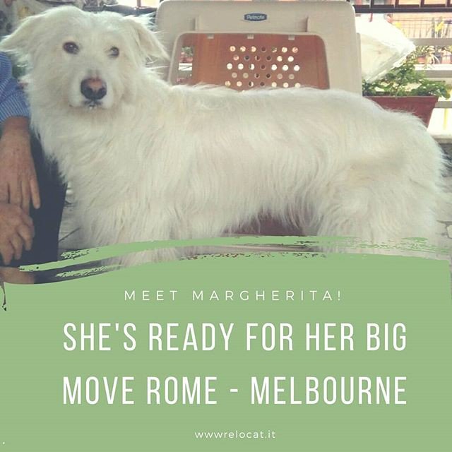DearMishuDear's tweet photo. Reposting @relocat.italy:
#pettravel #petlover #dogs #doglover @relocat.italy #relocat.italy #italy https://t.co/CGuMARuLEF