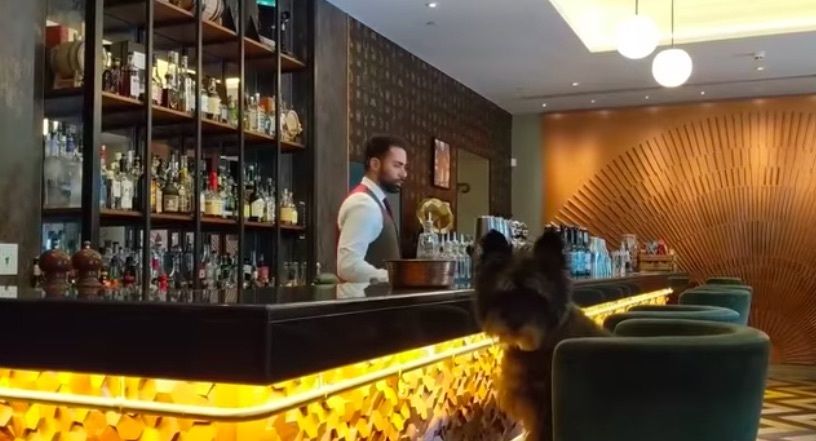 Londonist's tweet photo. Treat your dog to a tipple at this canine cocktail bar https://t.co/J46ziVwUey https://t.co/qyQTDiEEbu
