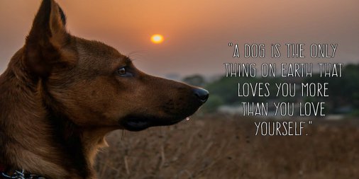 Pet_Connection's tweet image. Celebrate #InternationalFriendshipDay by adopting your new best friend - there are thousands of loyal, loving and brilliant dogs in shelters just waiting for a new home filled with love 🐾💙 #adoptdontshop