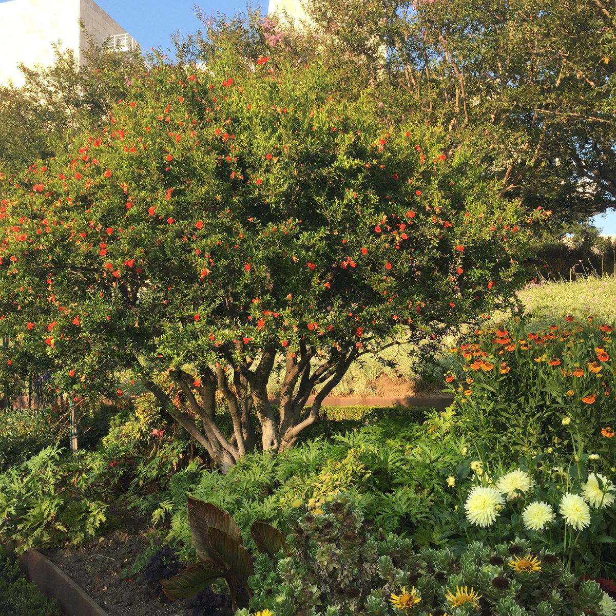 gnarcy's tweet photo. @emylwaukee @Nuage_nomade @French_Kilt @rocknpictures @juste_pauline @PetrinExpress Oh merci ! Des arbres fleuris de Californie pour toi, ici : https://t.co/4f2kUOZAuW
