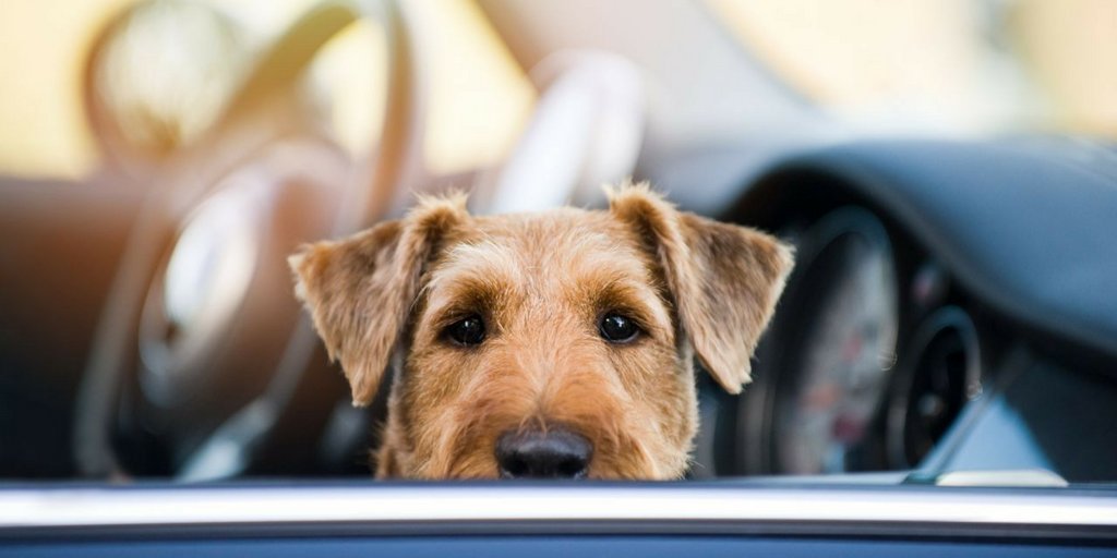 TCMutualInsures's tweet image. Hundreds of 🐕 die from heat☀ exhaustion a yr from being left in parked 🚗.  After 10 minutes on a 24 degree day, your 🚗will feel like 34 degrees.  After 30 minutes, 43 degrees.  10 minutes in a car can be fatal😵 for a🐩!  #toohotforme #leavemeathome🏡   #strathroy #insurance