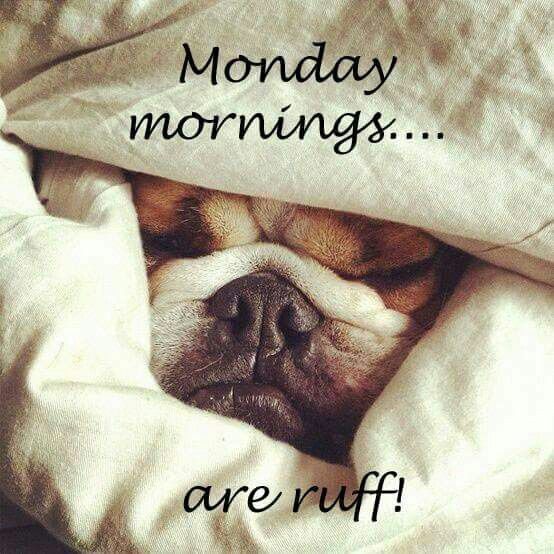 TheRisingPoint's tweet photo. Here's to hoping your coffee is strong and your Monday is awesome! #monday #risingpointsolutions #creditrepair #creditproblems #crediteducation https://t.co/V6eW0S1EhR