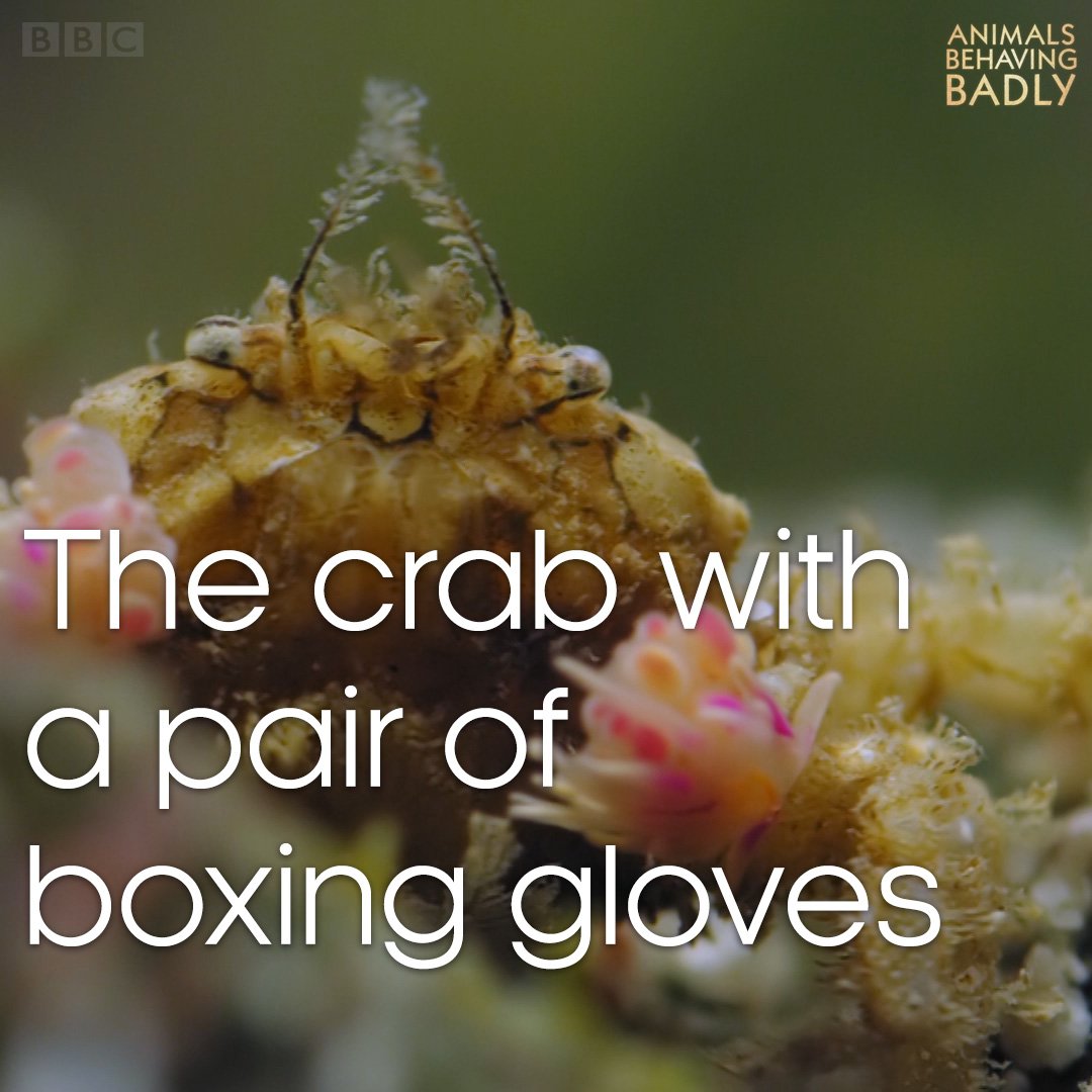 BBC Earth on Twitter "When it comes to boxing crabs, the gloves are