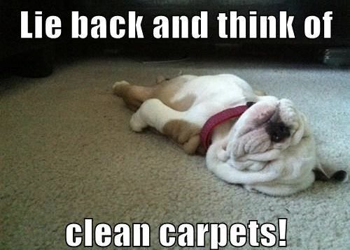 lifeback2normal's tweet photo. Your four-legged friends leaving one to many surprises on your carpet? Contact Lonnie @ Restore-It Restoration, Jefferson City, MO 573-632-9283 for the best carpet cleaning around!
-
#JeffersonCityMO
#LinnMO
#StMartinMO
#CaliforniaMO 
#BrazitoMO
#HoltsSummitMO
#CarpetCleaning https://t.co/JYlGtz3G0U