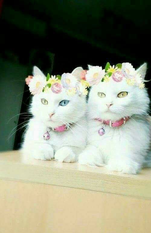 <a href="/ntomova1/">nevyana</a> ❤😚🌷❤😚🌷❤A very beautiful and lovely new🌹 week🌹dearest Nevyana🌷🙋🌷and thanks sooo🌹 much❤😚🌷❤🌹🌷😚❤