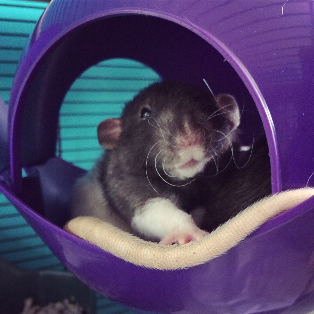 _solidaRATy's tweet photo. An excellent sleepy boy https://t.co/IRf4Lto7ZN