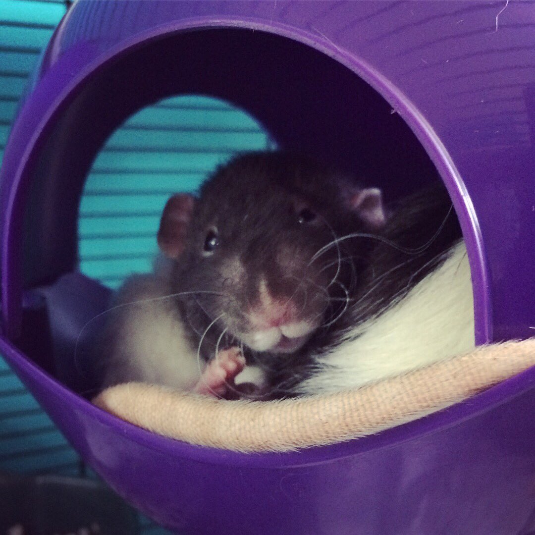 _solidaRATy's tweet photo. An excellent sleepy boy https://t.co/IRf4Lto7ZN