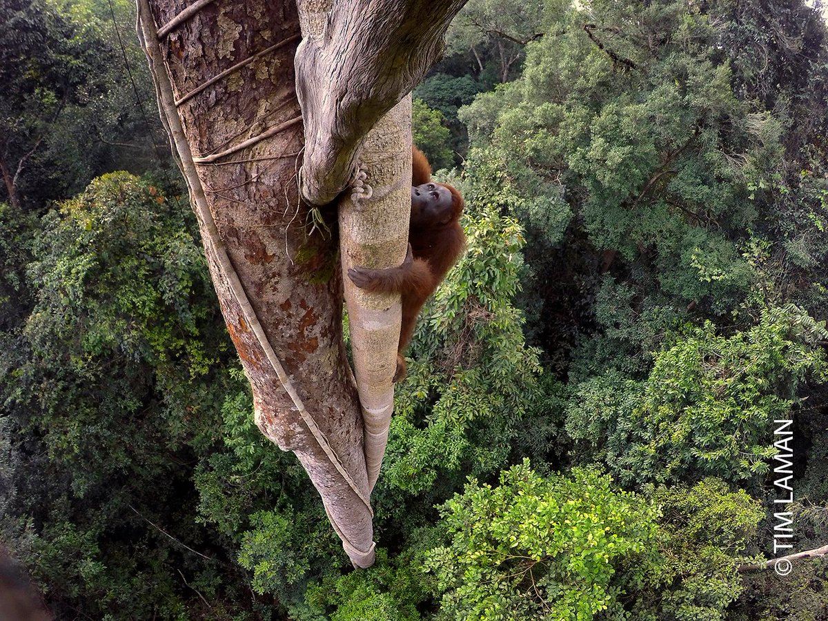 World Press Photo Twitter: "This week on Instagram we're sharing a of award-winning photography from the World Press 2016 - 2018 that portrays our natural world and human