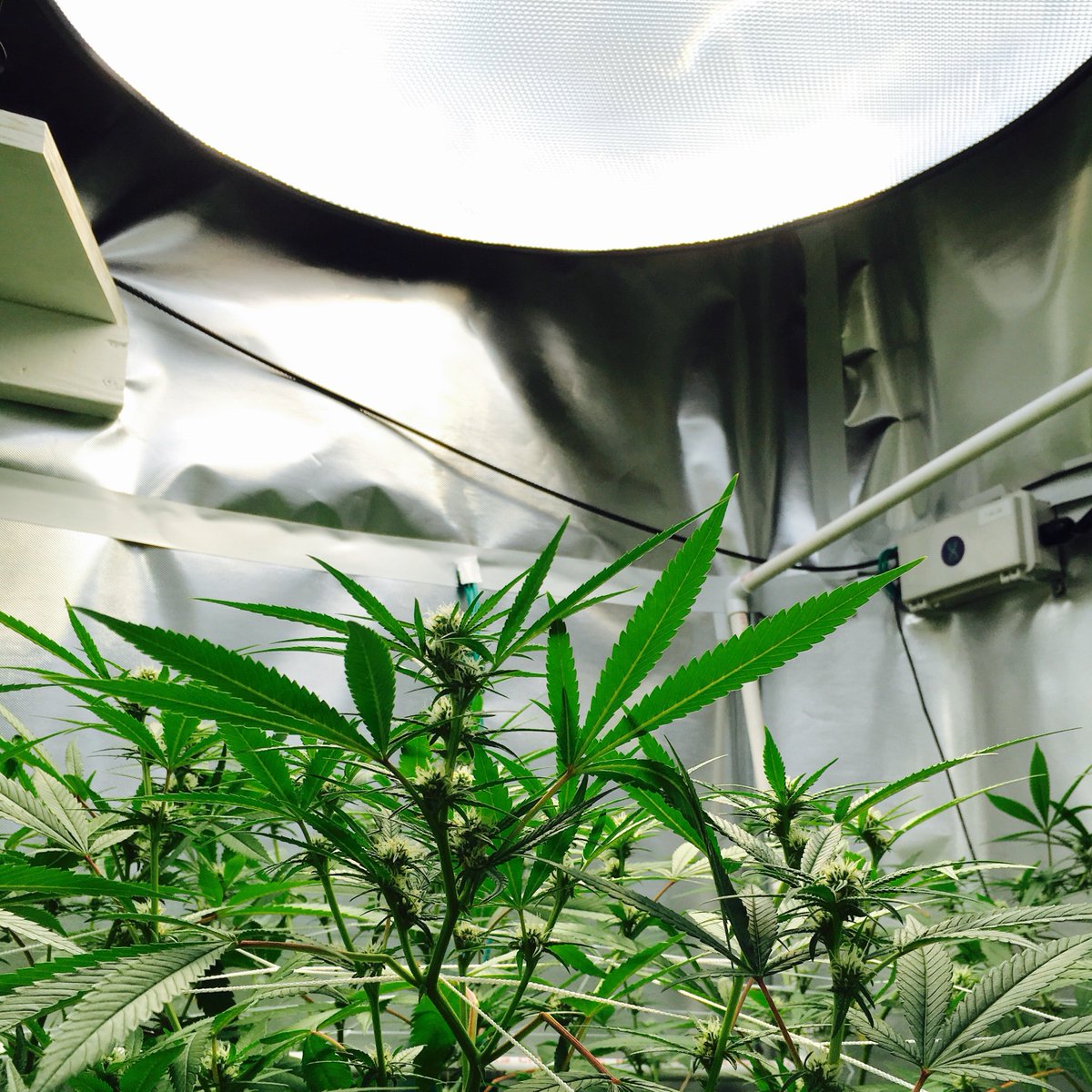 SunGrownZero's tweet photo. in our R&amp;D units, plants strived to get as much natural sunlight as possible. this photo shows the preference for daylight coming out of the Solatube diffuser (top of photo). even better, check out the timelapses on our YouTube page https://t.co/D6VUbzWJoU https://t.co/DPOVbgyfbS