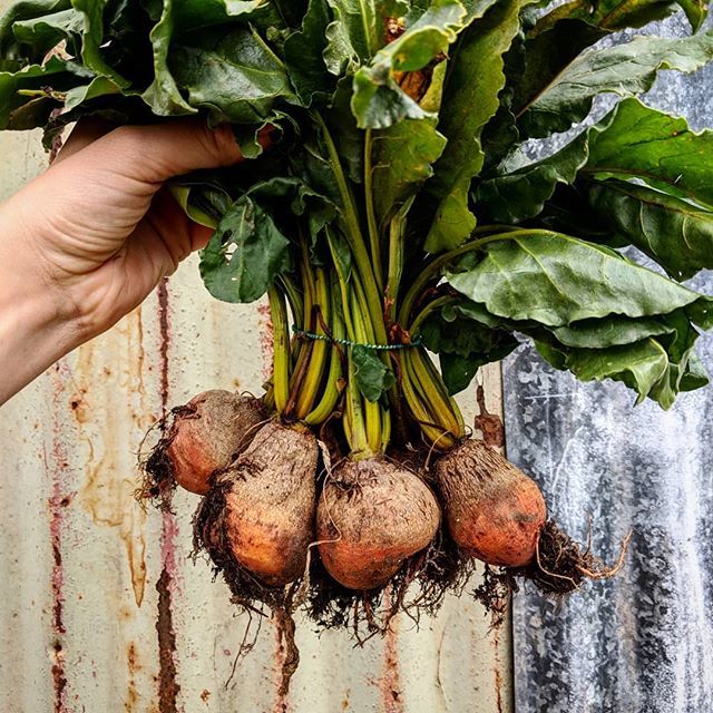 HawardenEstate's tweet photo. From farm to shop floor in just a few steps #cantbeetit #zerofoodmiles 🧡 https://t.co/zdVi57RK90 https://t.co/9Ib1n2npKK