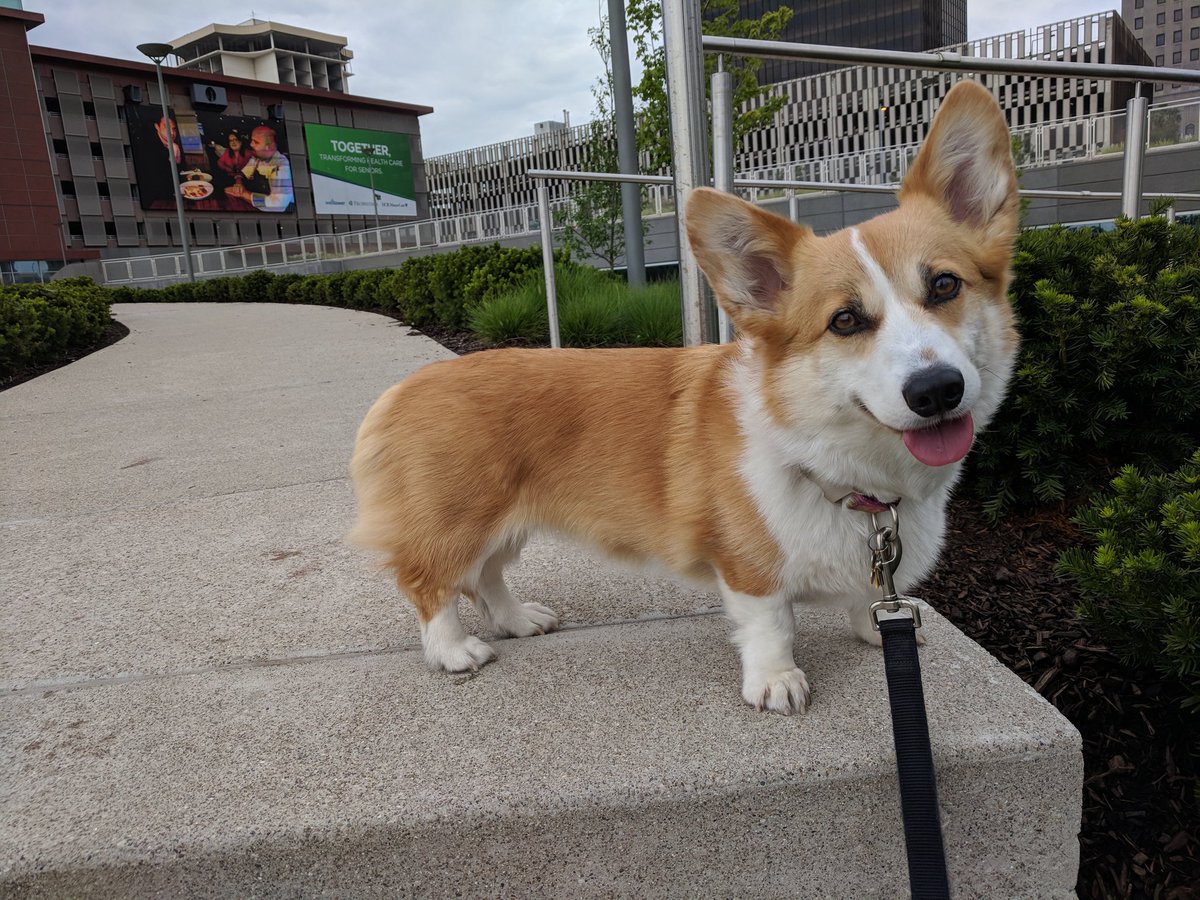 FishJer's tweet photo. The corgi gets in her daily walk around Toledo before the much-needed rain arrives this afternoon. https://t.co/OnvKglaAut