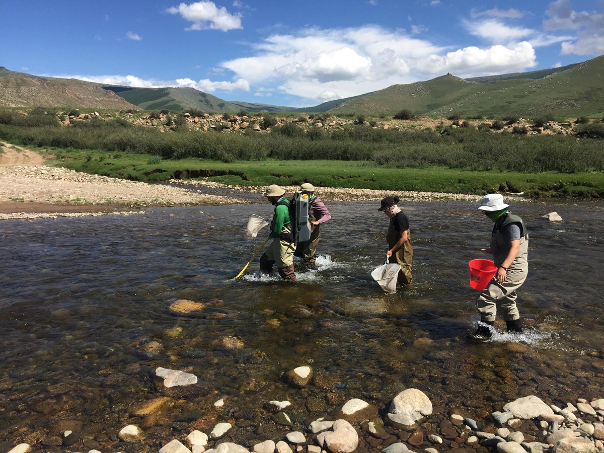 MACRO #fish crew (загасны баг) electrofishing on the #Zavkhan River, #Mongolia! (Photo by Amka Otgonganbat)