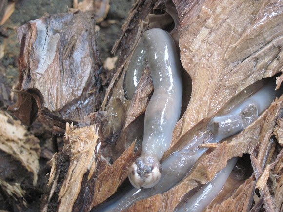 PhilipKAllan's tweet photo. Few creatures were more feared by the occupants of wooden ships than the Teredo worm. Find out why in my blog this week 
https://t.co/0M7ioudZHr

#RoyalNavy #Copper #Teredo #maritime https://t.co/fIilwBTIPg