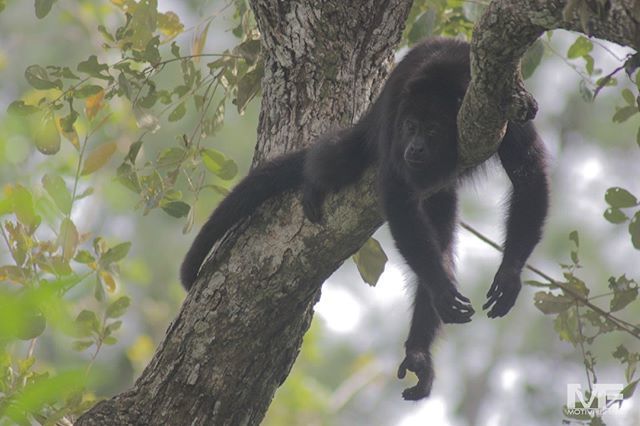 motivfishing's tweet photo. This monkey in Belize has the Monday vibes too!
#fishordie #motivfishing #motivadventures #geofish #tugisthedrug #loopusa #looparmy #patagonia #skinnywaterculture #builtforthewild #airflousa #seewhatsoutthere #rising3474 #flyfishing #wanderlust #explore… https://t.co/HJJKlFZPBS https://t.co/4jznX3JLbz