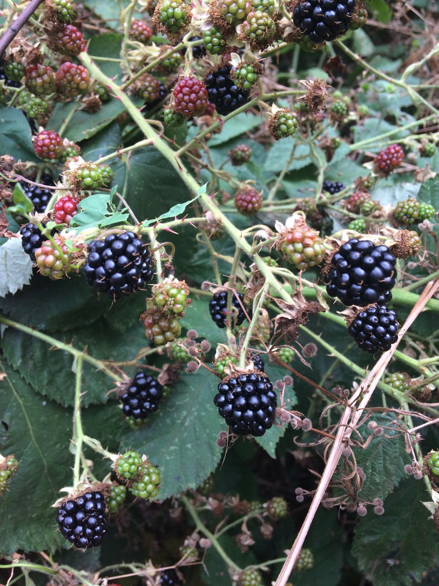 dottymcl's tweet photo. Big fat fallen conkers and (delicious) ripe blackberries. Earlier than usual? #Cambridgeshire #weather #nature https://t.co/yMJTqvsbS1