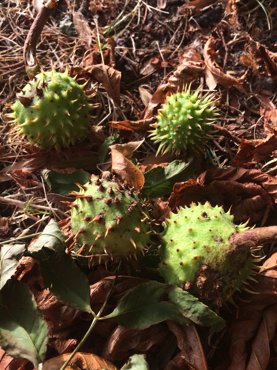 dottymcl's tweet photo. Big fat fallen conkers and (delicious) ripe blackberries. Earlier than usual? #Cambridgeshire #weather #nature https://t.co/yMJTqvsbS1