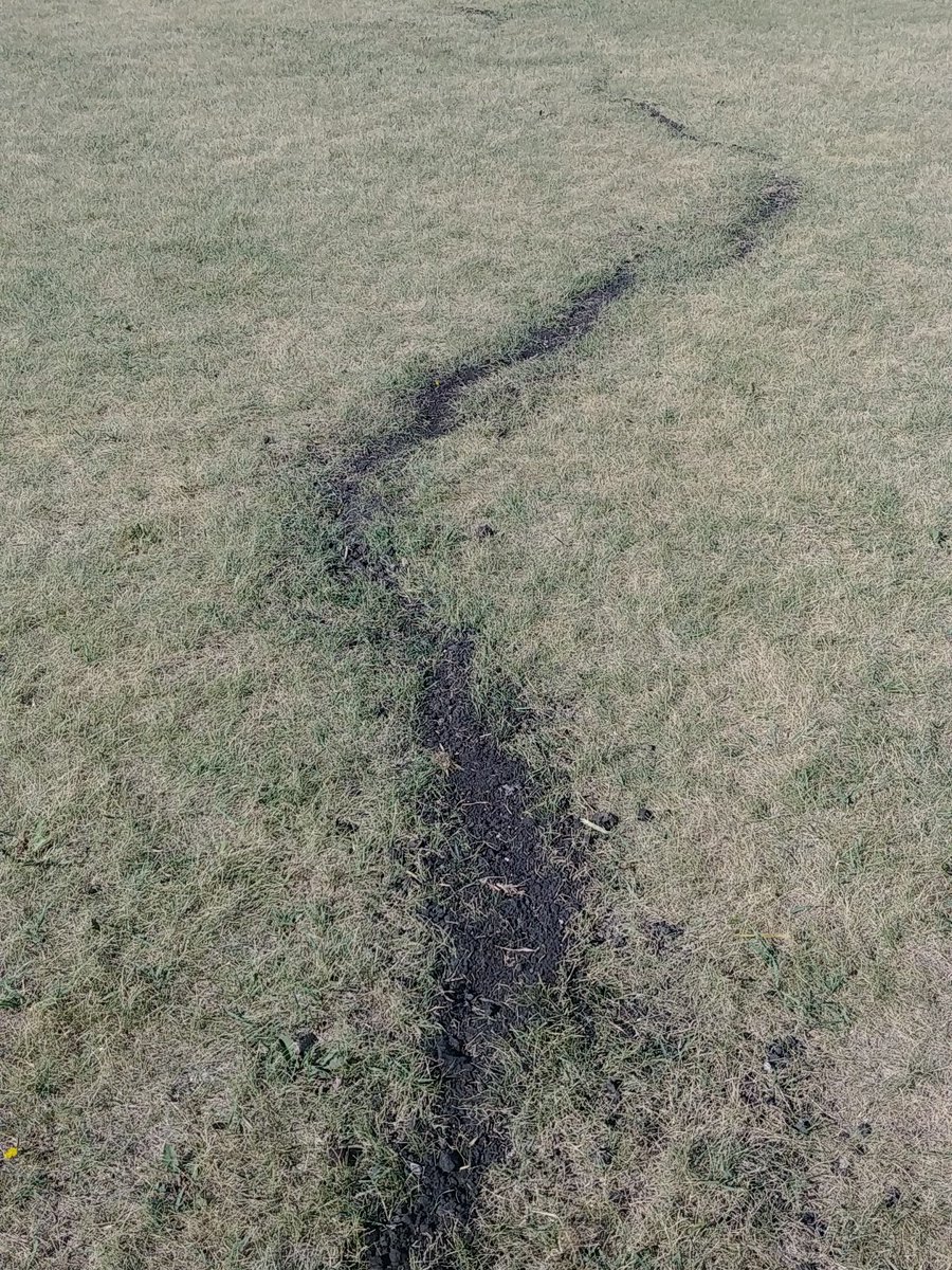 Banana Cream Pie tweet media