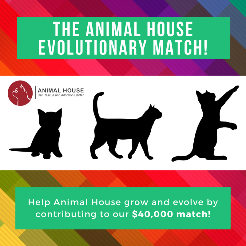 AnimalHouseCats's tweet photo. Dear AH Family – 
A very exciting challenge has been put before us!  We are THRILLED to announce that a donor has stepped forward and will match your gifts dollar for dollar up to $40,000!  Click the link to learn more &amp; contribute to this match TODAY!! https://t.co/828bEzHQlB https://t.co/M4vlXqOjja